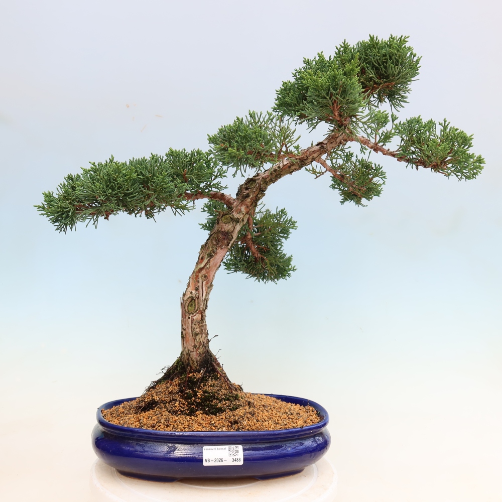 Vonkajší bonsaj - Juniperus chinensis Kishu