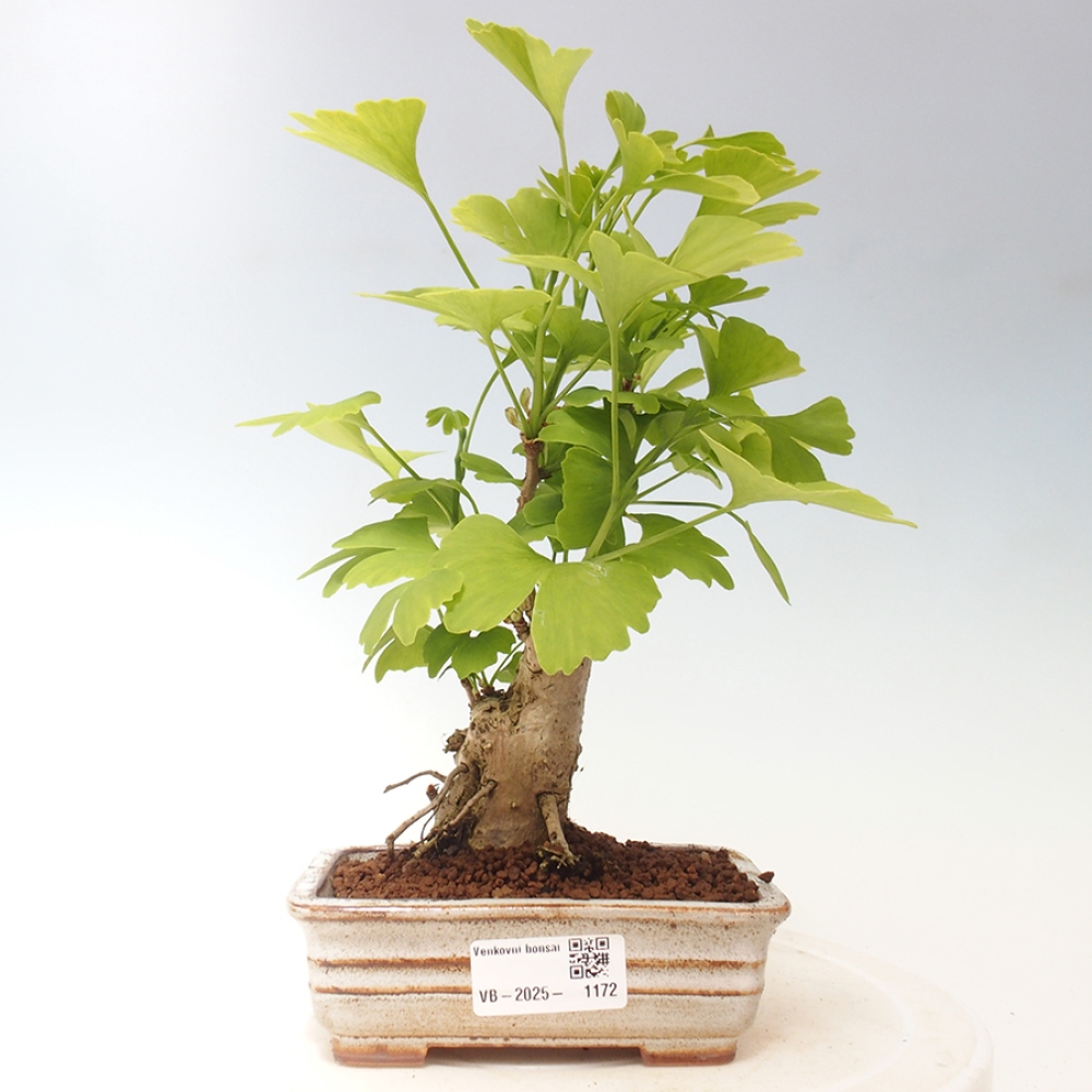 Vonkajší bonsai - Jinan dvojlaločný - Ginkgo biloba