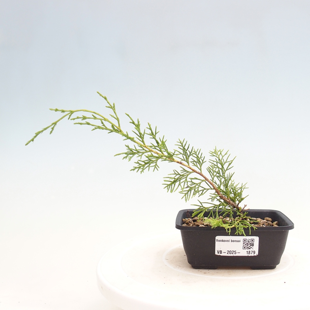 Vonkajší bonsai - Juniperus chinensis Itoigawa -Jalovec čínsky