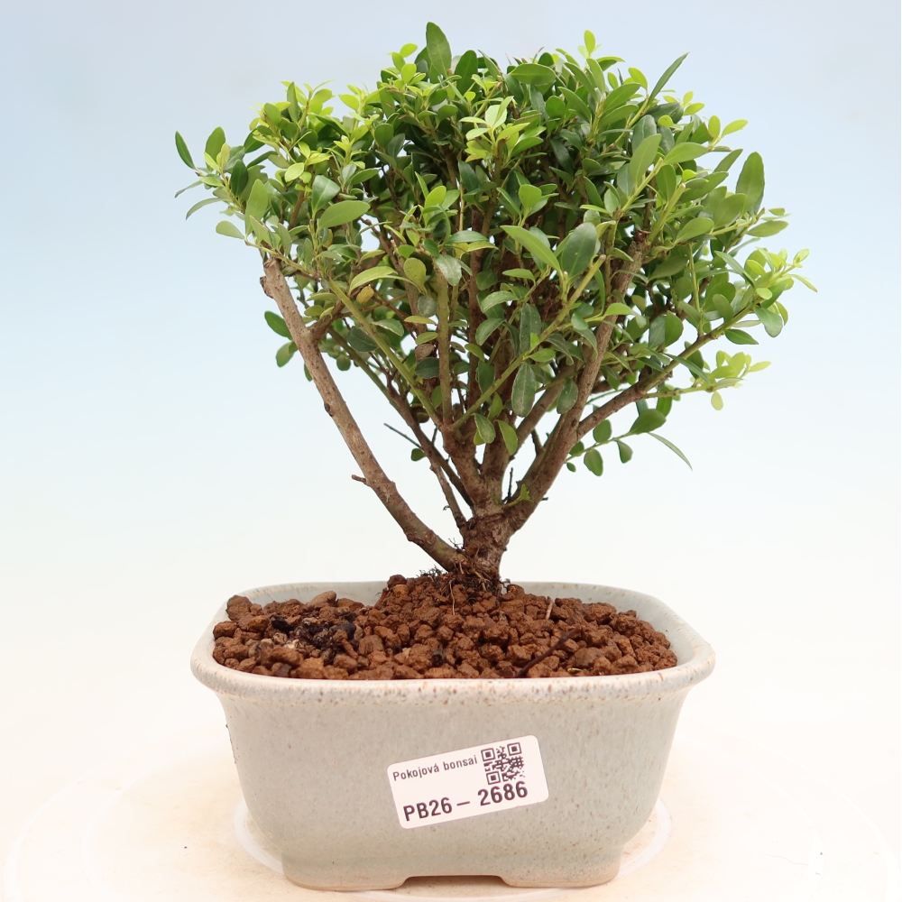 Izbový bonsaj - Ilex crenata - Cesmína