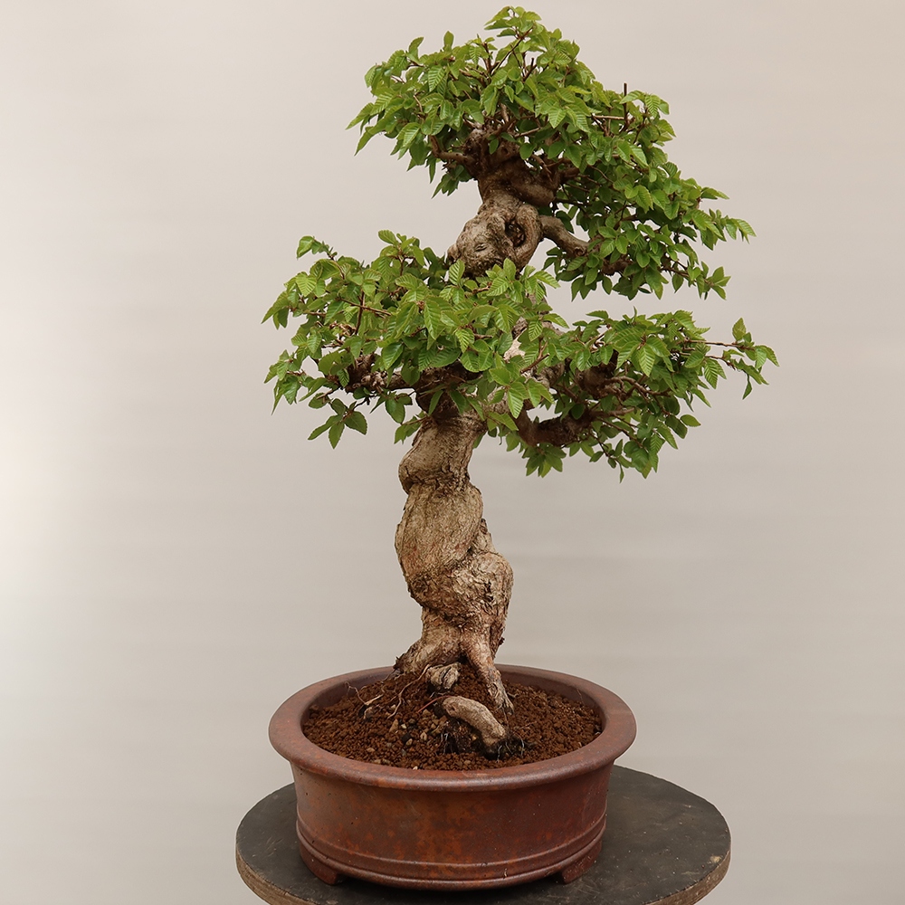 Vonkajší bonsai -Carpinus Coreana - Hrab kórejský