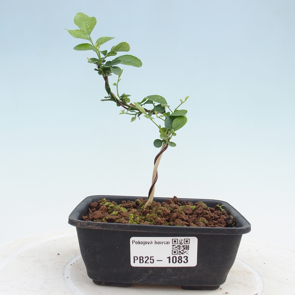 Izbová bonsai- Muraya paniculata