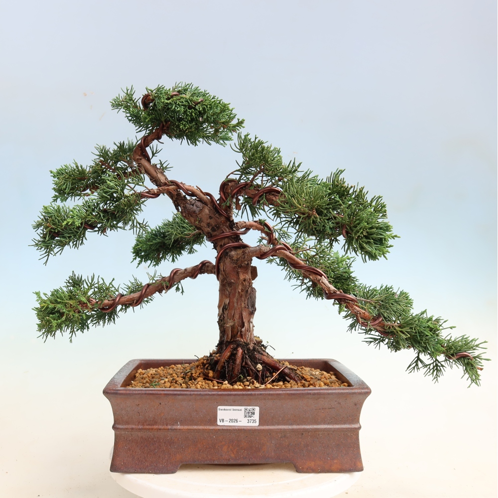 Vonkajší bonsaj - Juniperus chinensis Kishu