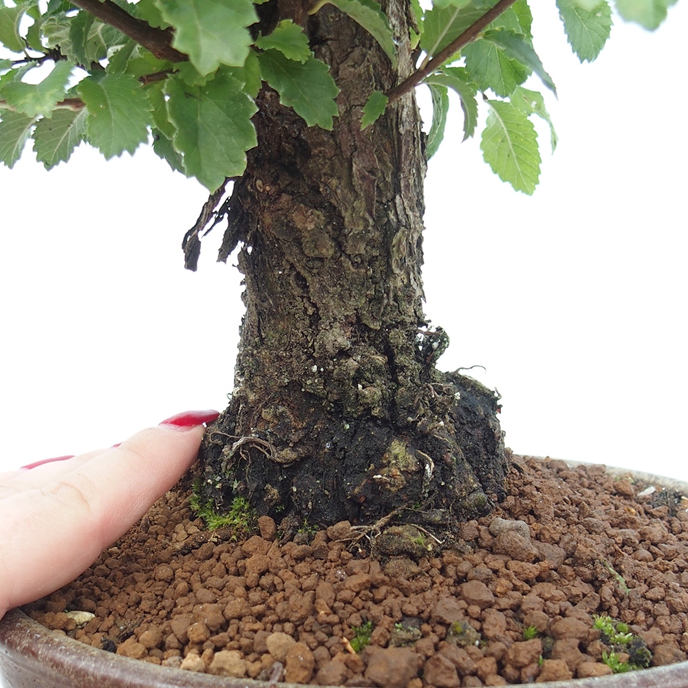 Vonkajšie bonsaje - Zelkova - Zelkova NIRE