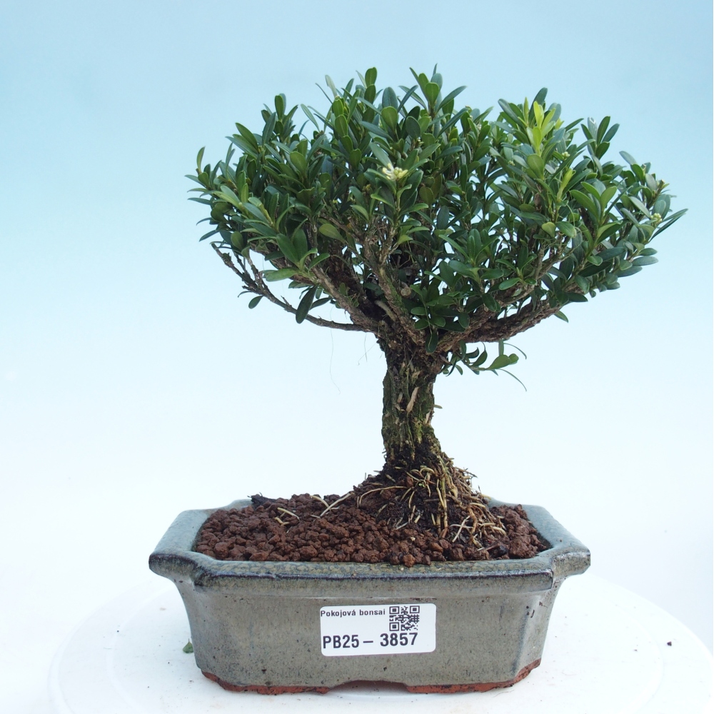 Izbové bonsaje - Buxus harlandii - korkový buxus