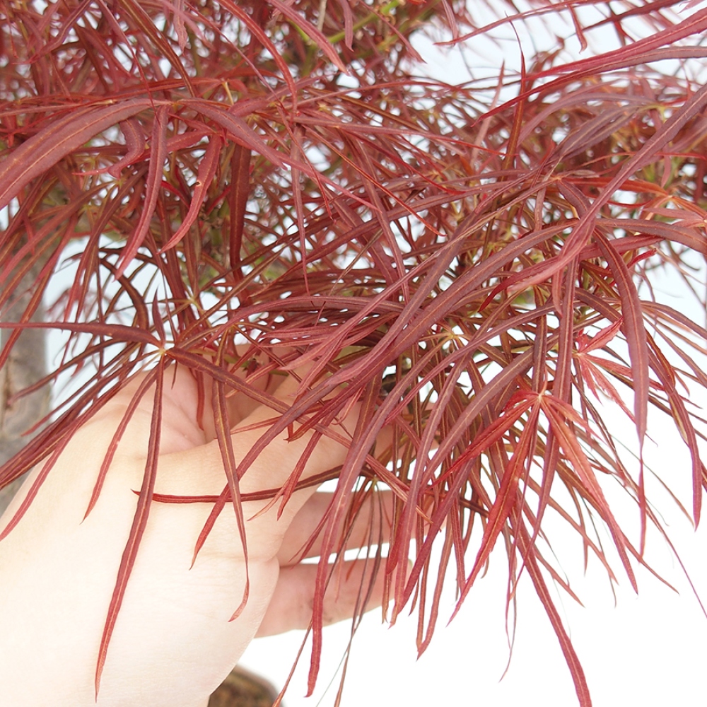 Vonkajší bonsai - Javor dlanitolistý - Acer palmatum RED PYGMY