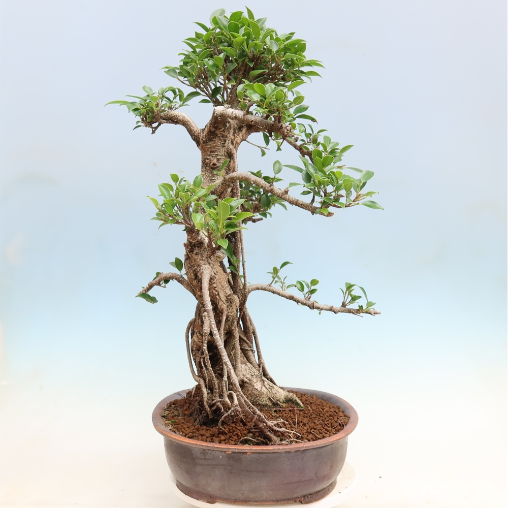 Izbové bonsaje - Ficus kimmen - drobnolistý fikus