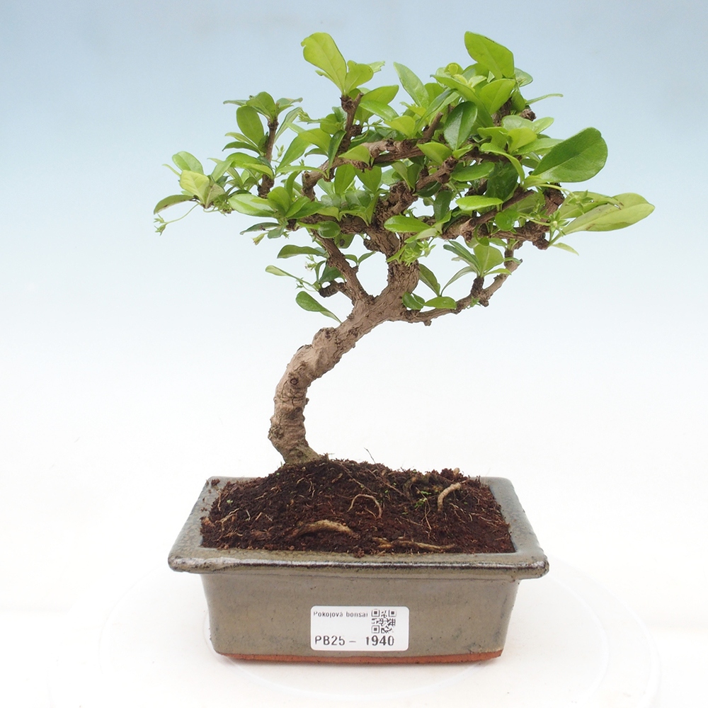 Izbová bonsai - Carmona macrophylla - Čaj fuki