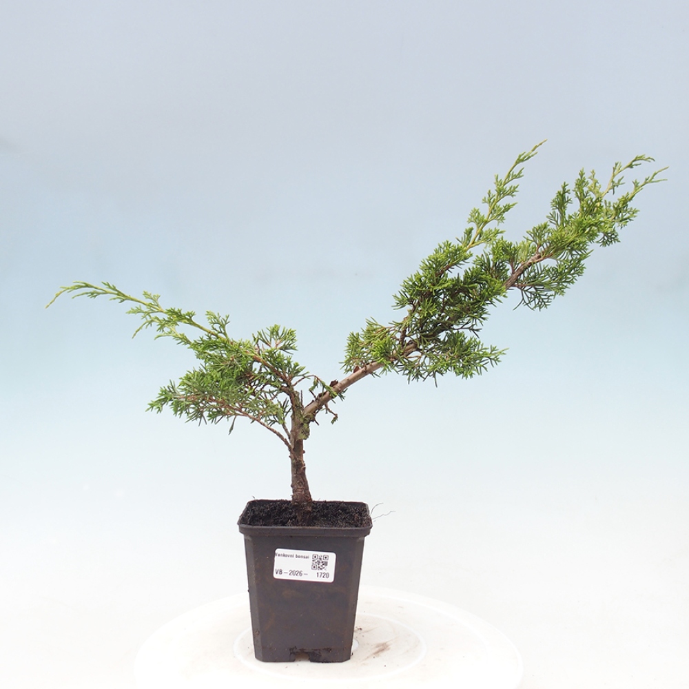 Vonkajší bonsaj - Juniperus chinensis Itoigawa