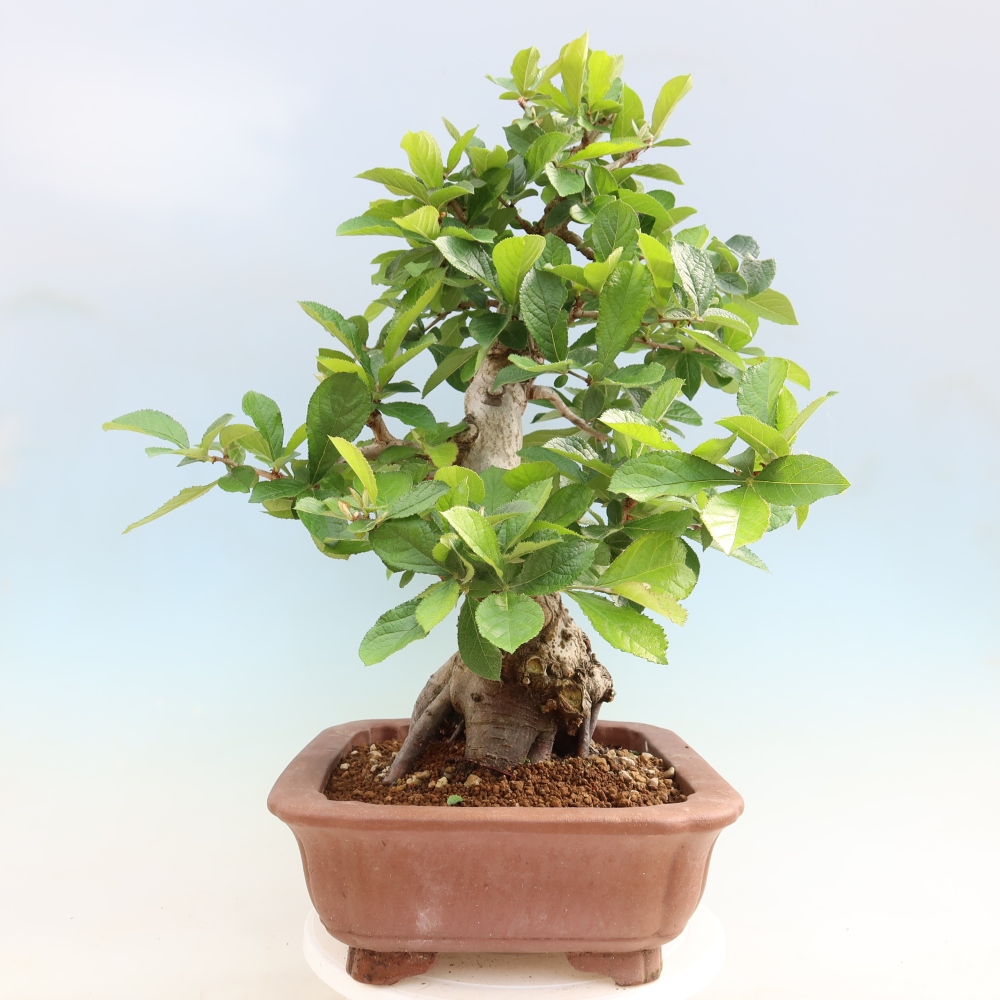 Vonkajšie bonsaje – Photinia chlpatá – Photinia villosa
