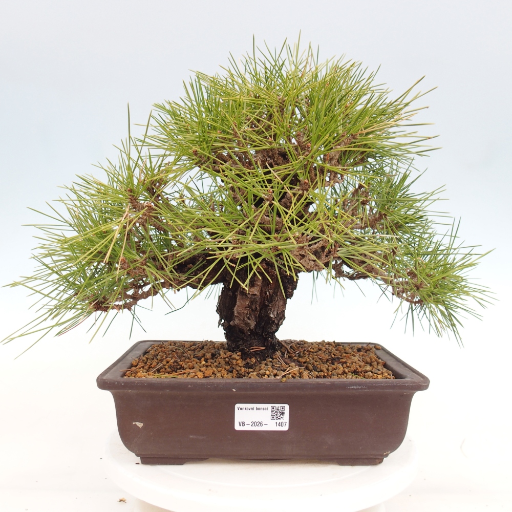 Vonkajšie bonsaje - Pinus thunbergii - borovica Thunbergova