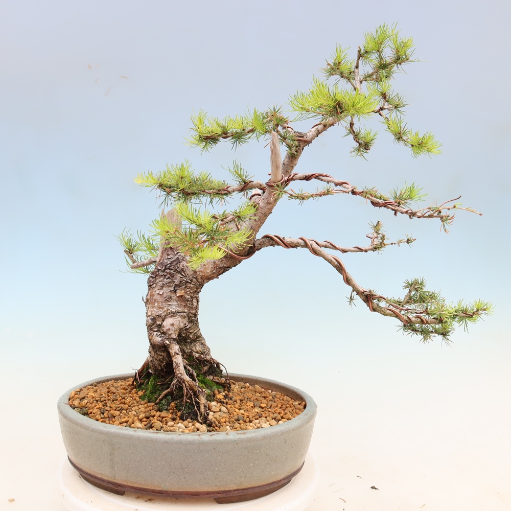 Vonkajšie bonsaje -Larix decidua - Smrekovec
