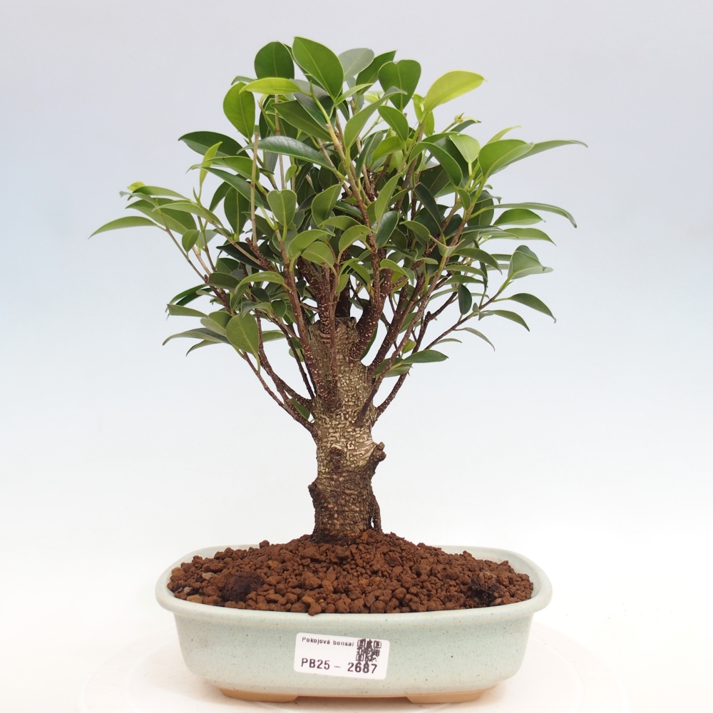 Izbová bonsai - Ficus retusa - malolistá fikus