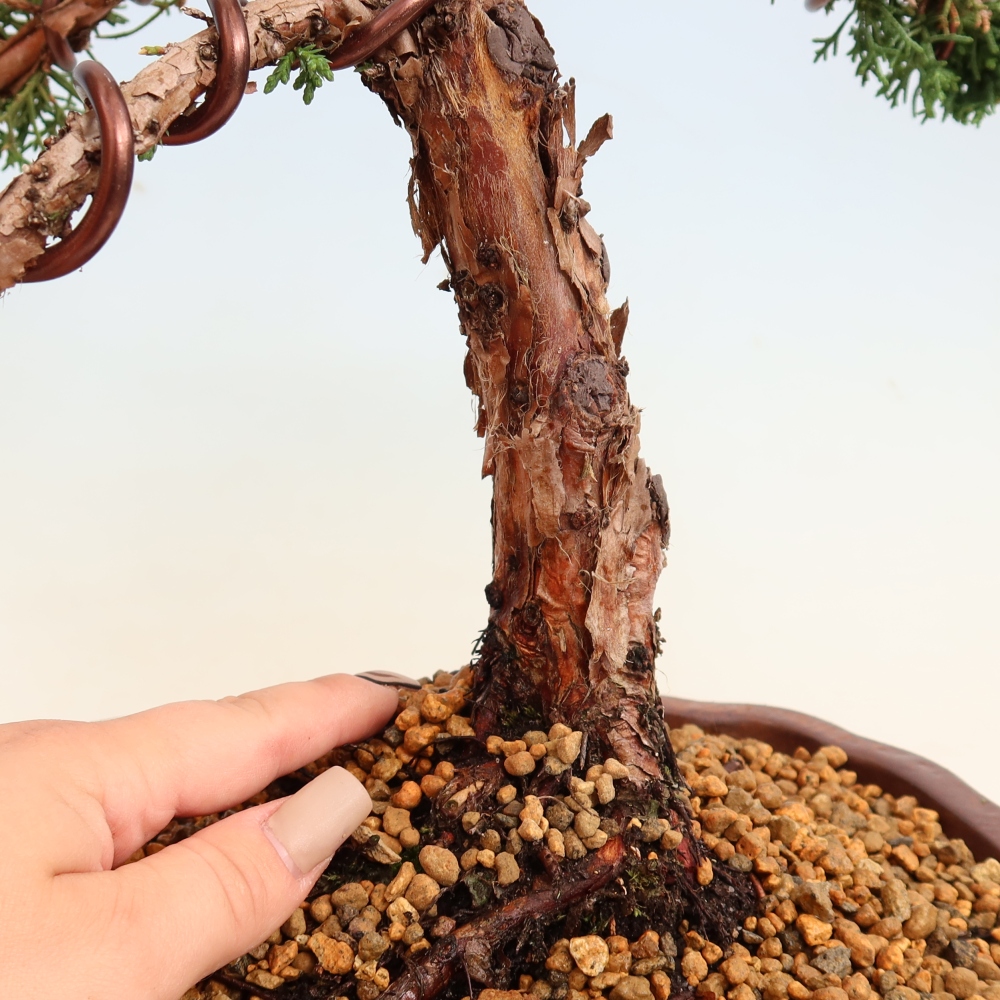 Vonkajší bonsaj - Juniperus chinensis Kishu