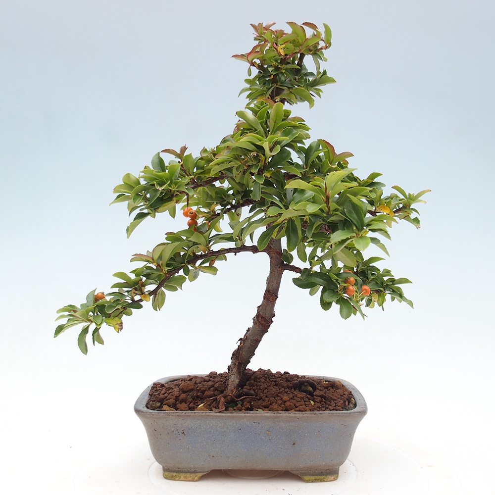 Vonkajšie bonsaje-Pyracantha Teton -Hlox