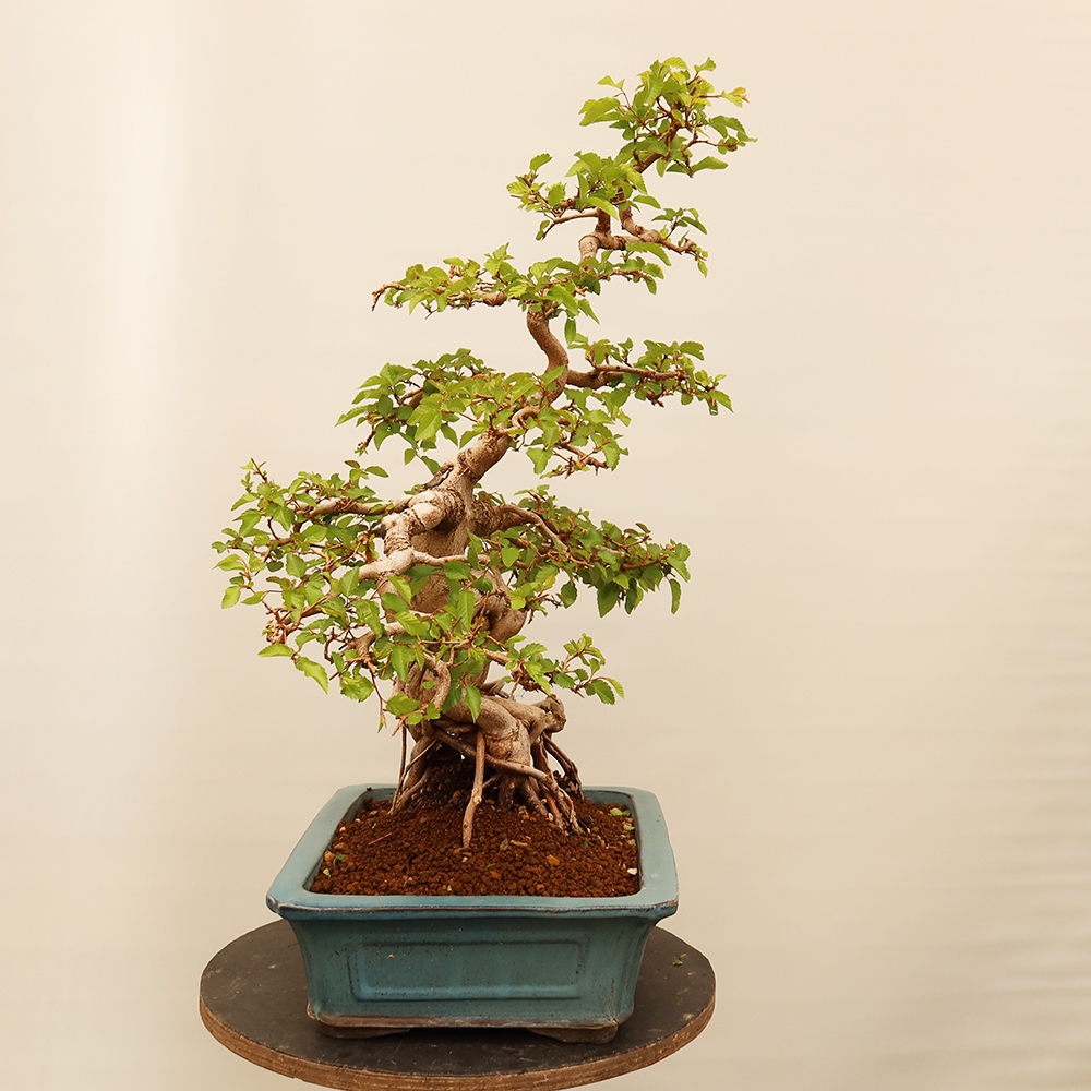 Vonkajší bonsai -Carpinus Coreana - Hrab kórejský
