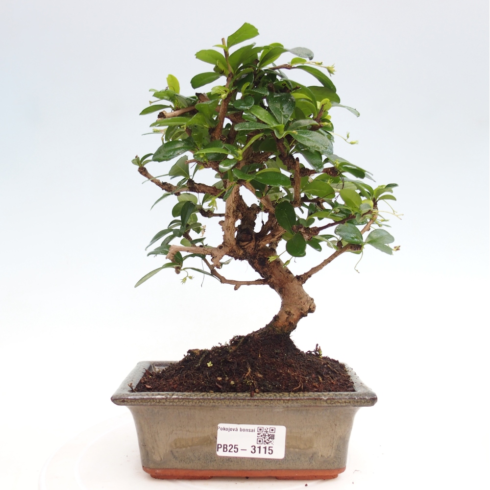 Izbová bonsai - Carmona macrophylla - Čaj fuki