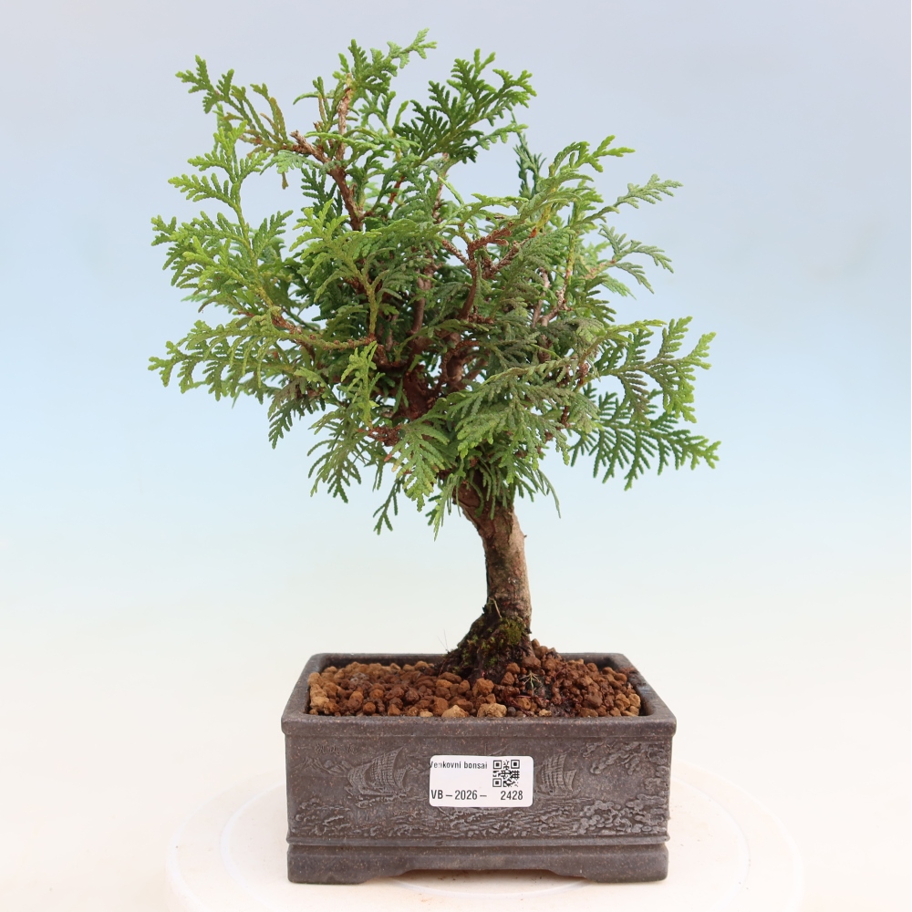 Vonkajší bonsai – Thuja occidentalis – zerav