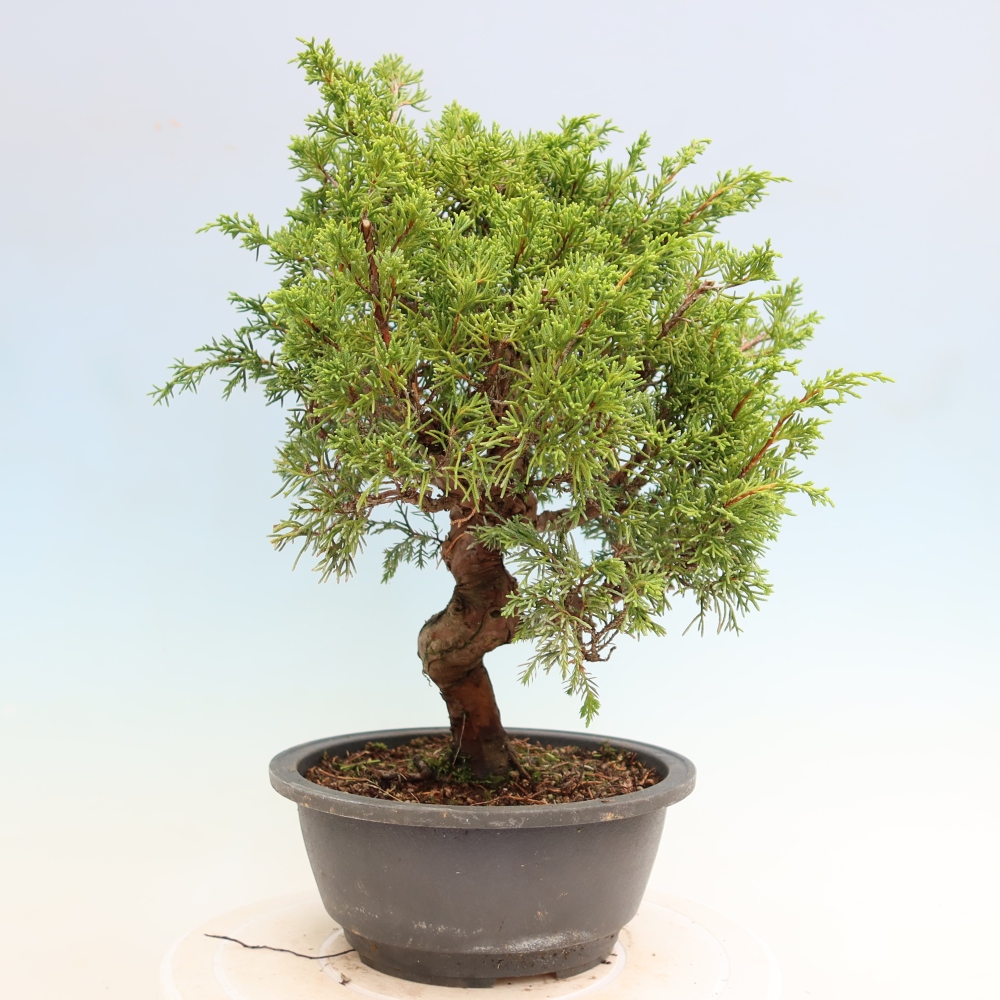 Vonkajší bonsai – Juniperus chinensis Itoigawa – čínsky jalovec