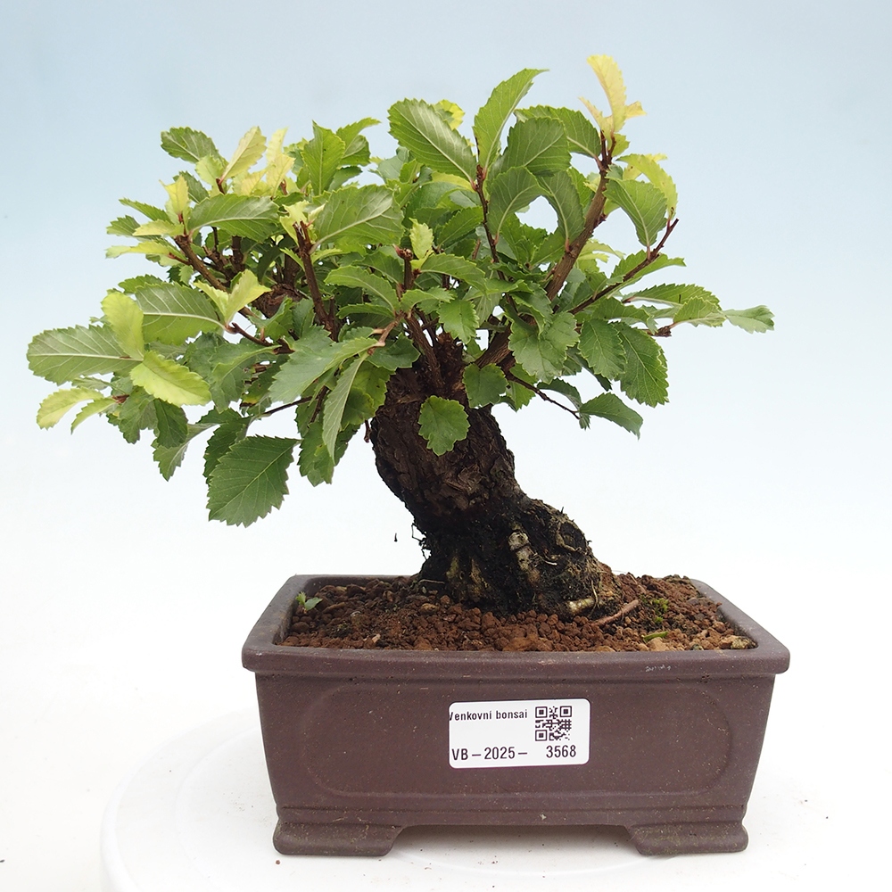 Vonkajšie bonsaje - Zelkova - Zelkova NIRE