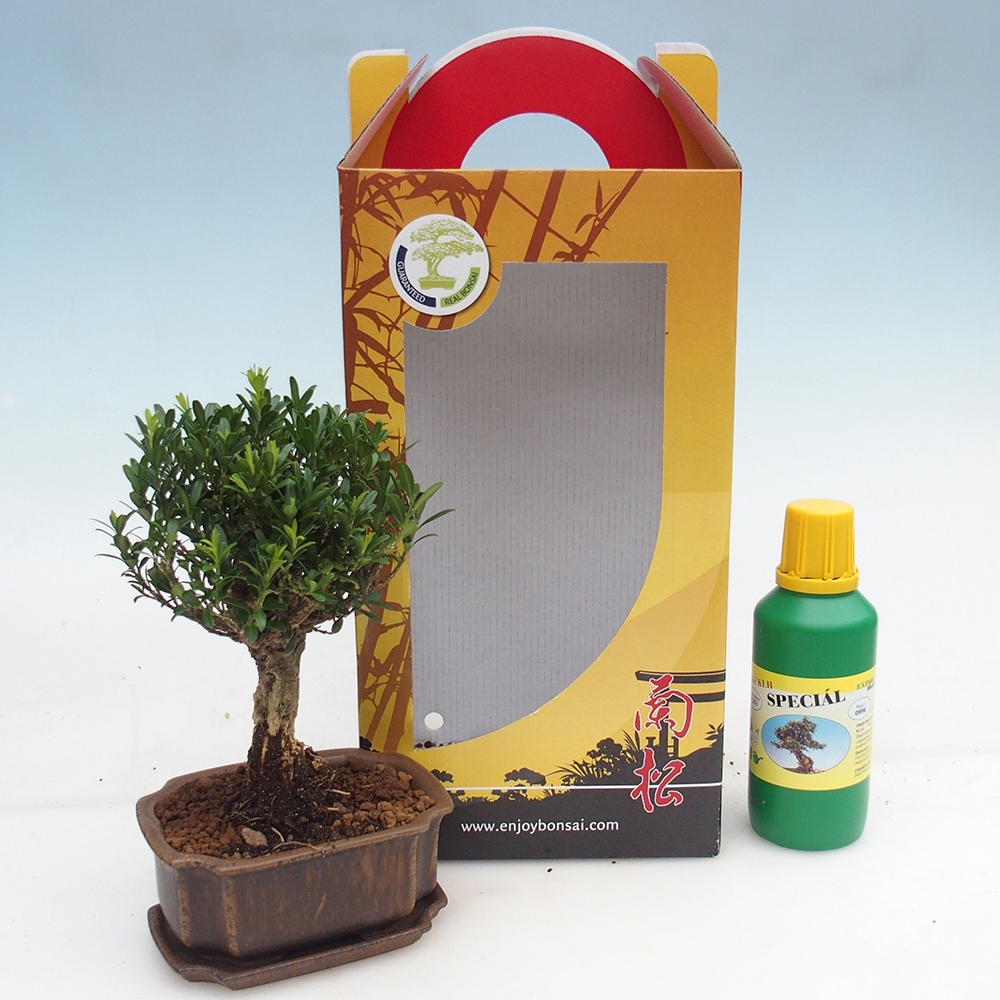 Izbový bonsaj v darčekovej krabici Buxus harlandii - korkový buxus