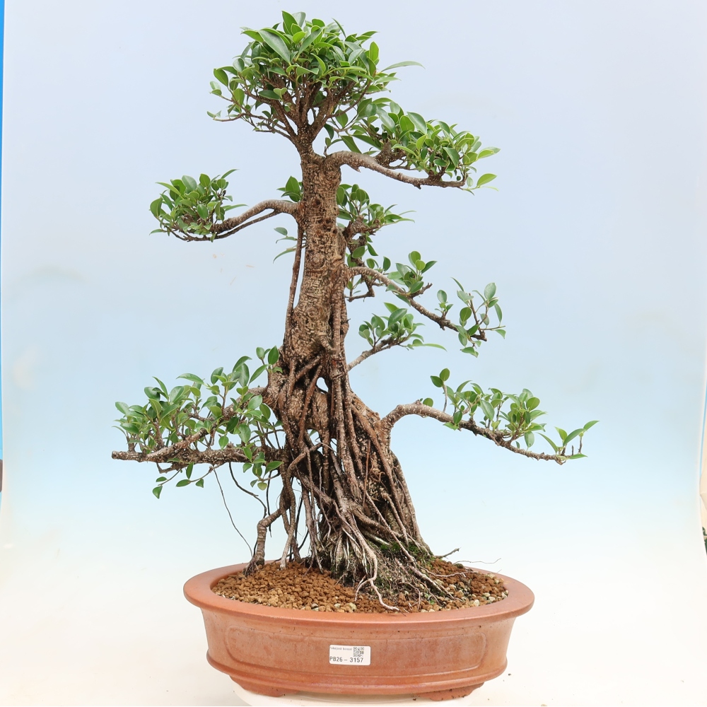 Izbové bonsaje - Ficus kimmen - drobnolistý fikus
