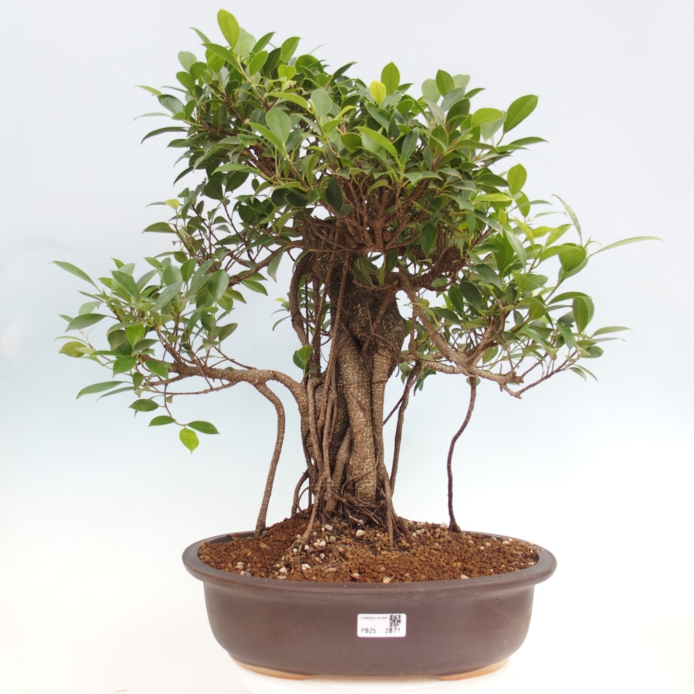 Izbový bonsaj - Ficus kimmen - drobnolistý fikus - len osobný odber alebo preprava na paletách
