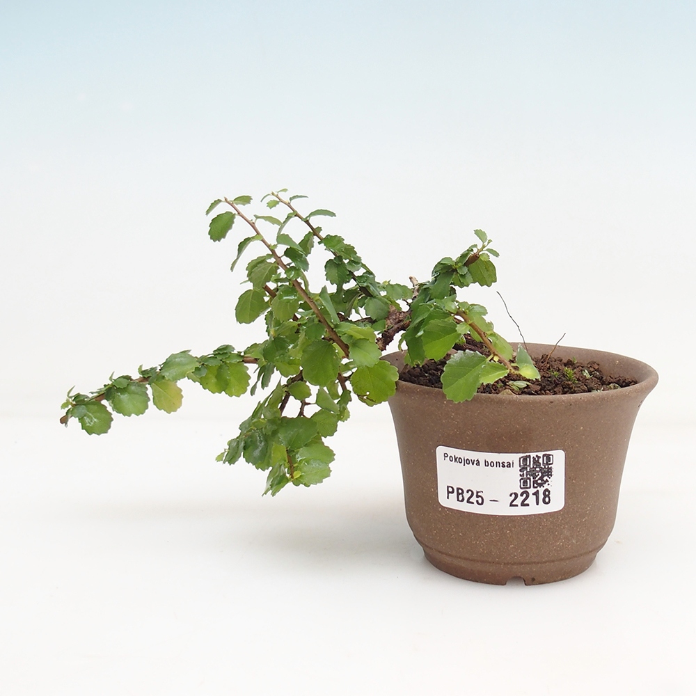 Izbová bonsai - Grewia sp. - Grewie malolistá