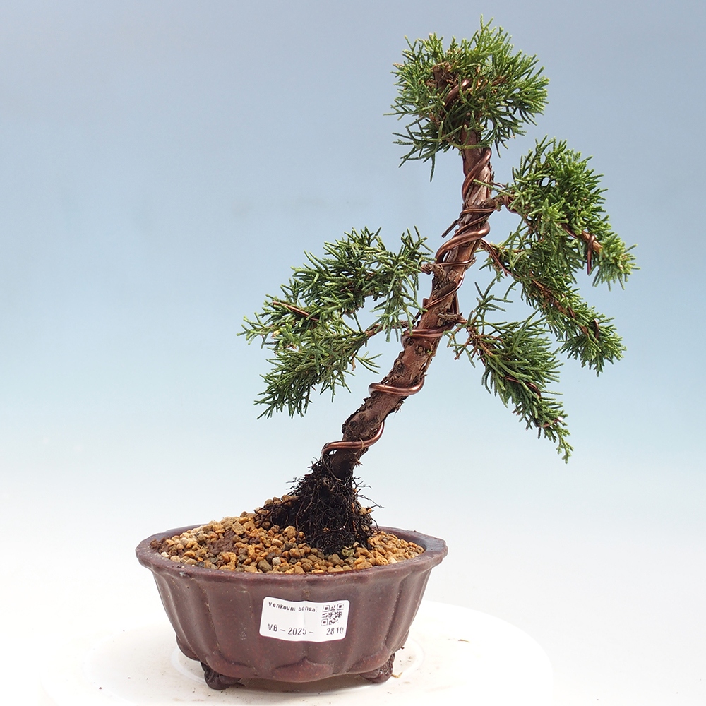 Vonkajší bonsai - Juniperus chinensis Kishu -Jalovec čínsky