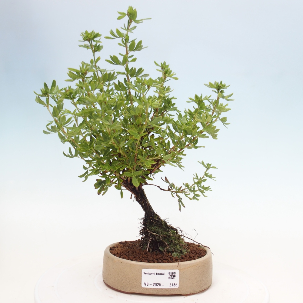 Vonkajšia bonsai-Nátržník krovitá - potentila fruticosa yellow Bird