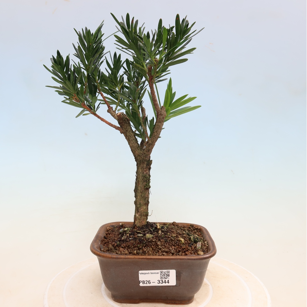 Izbové bonsaje - Podocarpus - Kamenný tis