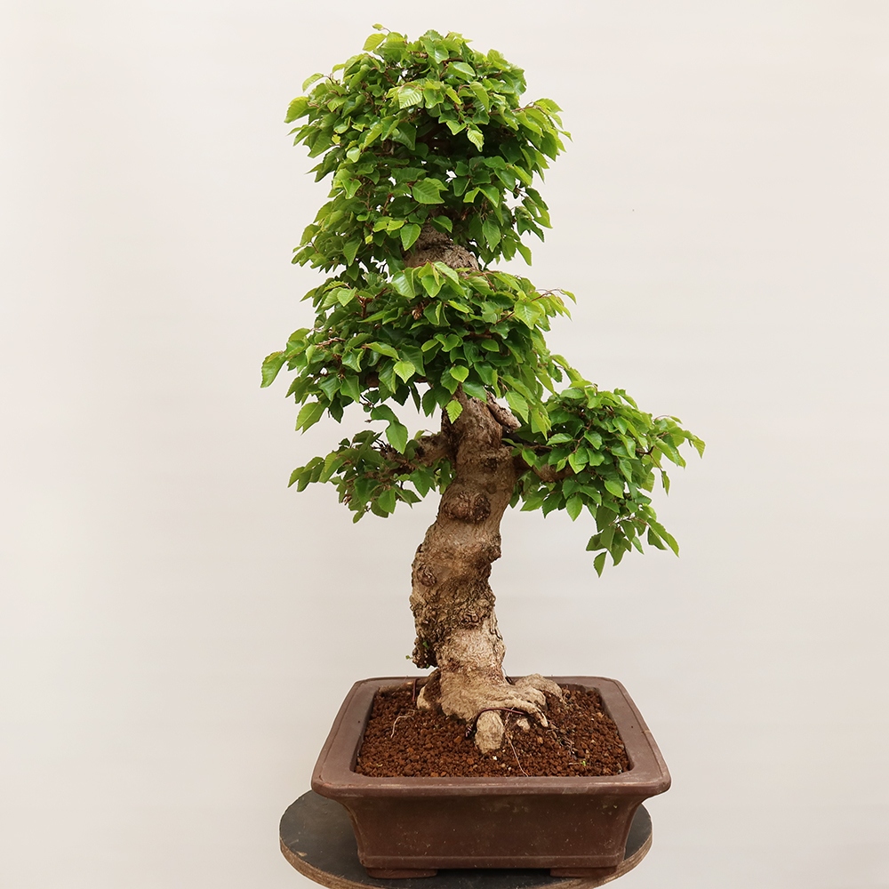 Vonkajší bonsai -Carpinus Coreana - Hrab kórejský