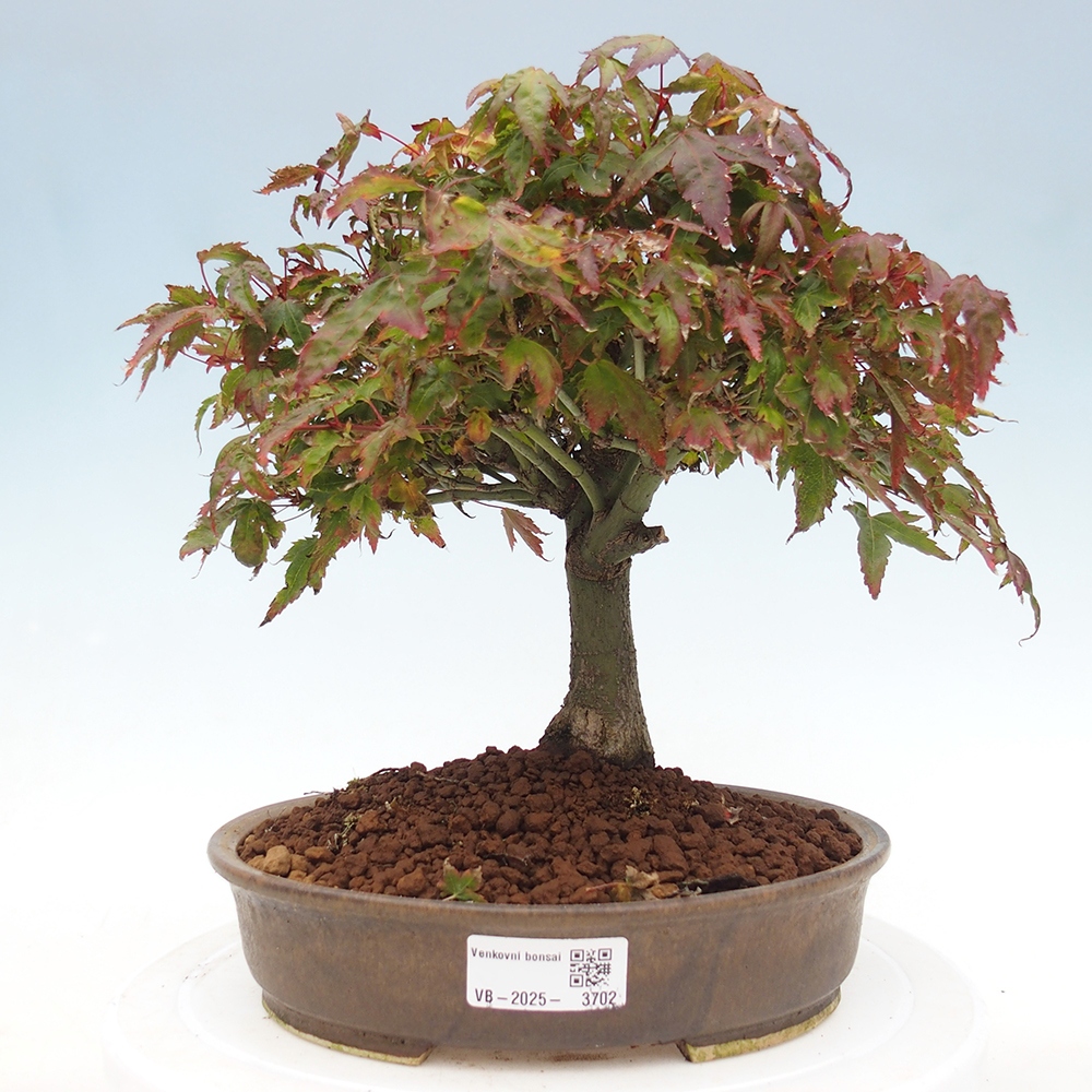 Acer palmatum KIOHIME - Javor palmetový