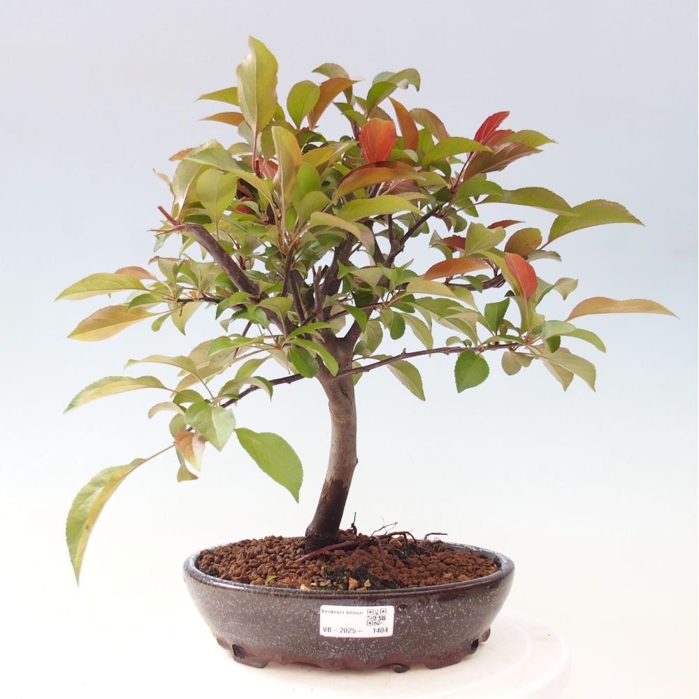 Vonkajší bonsai -Malus domestica - Maloplodá jabloň červenolistá