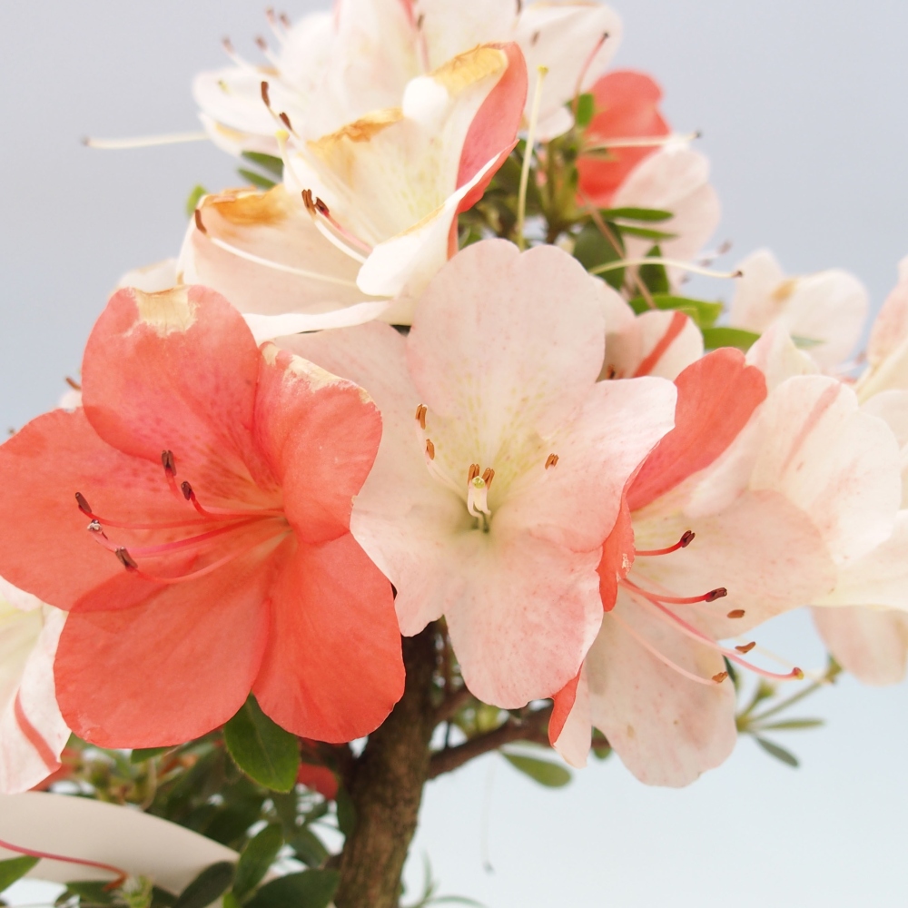 Vonkajší bonsai - Japonská azalka -  Azalea Asazakura