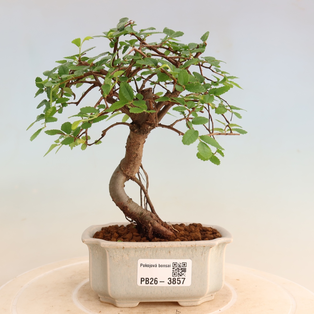 Izbový bonsaj - Ulmus parvifolia - brest malolistý