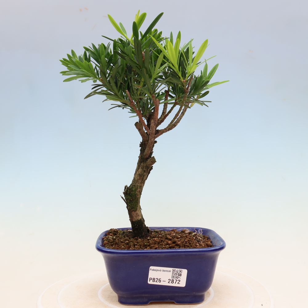 Izbové bonsaje - Podocarpus - Kamenný tis