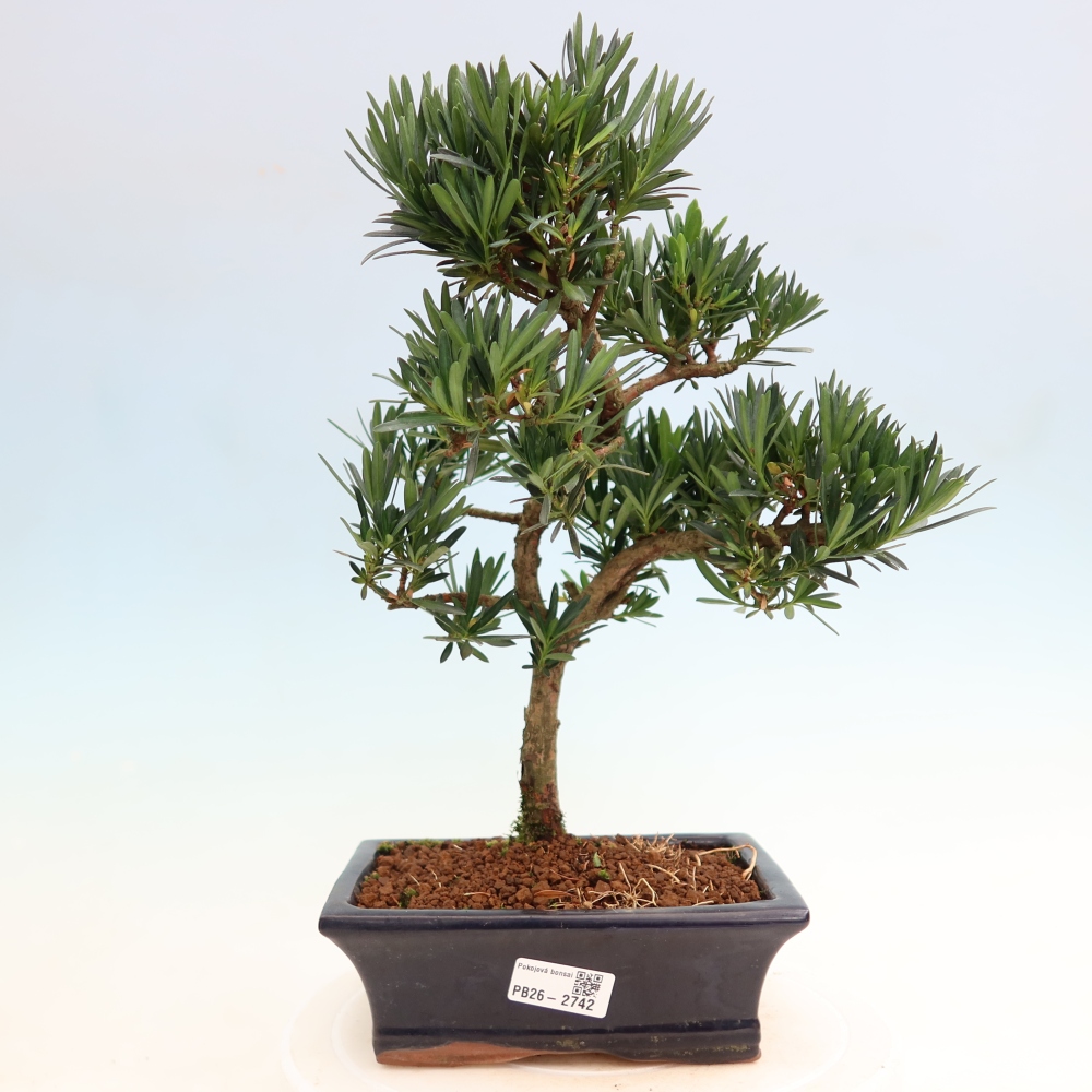 Izbové bonsaje - Podocarpus - Kamenný tis