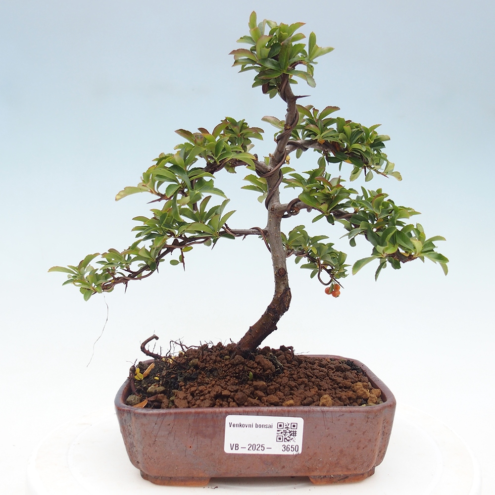 Vonkajšie bonsaje-Pyracantha Teton -Hlox