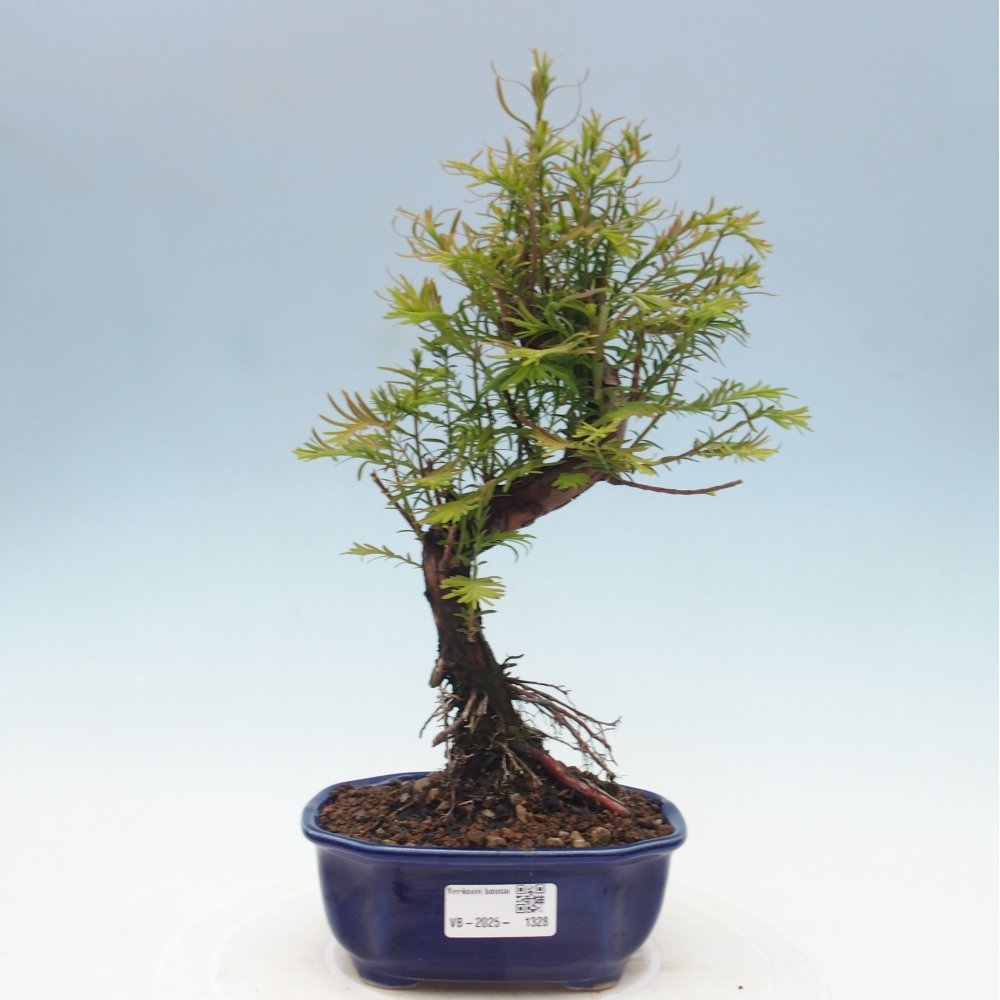 Vonkajšie bonsai - Metasequoia glyptostroboides - Metasekvoja Čínska