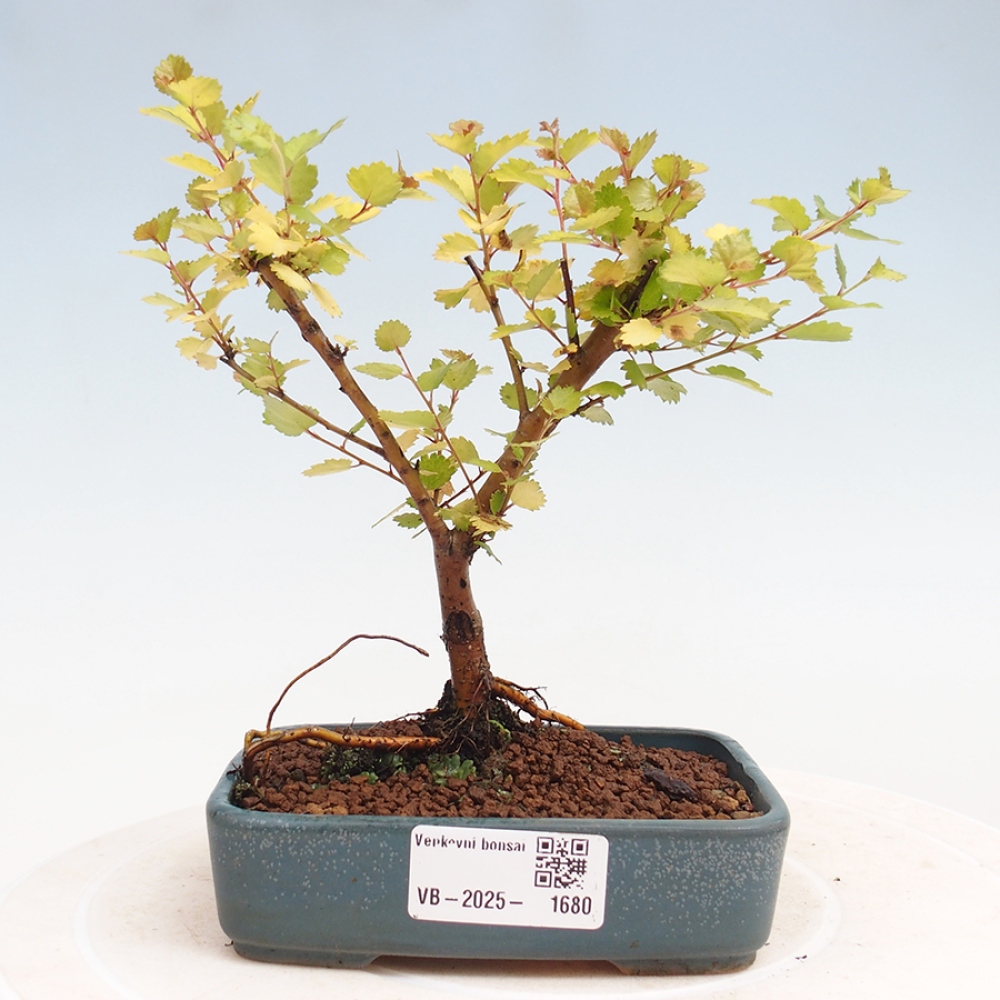 Vonkajší bonsai - breza trpasličí - Betula NANA Treasure