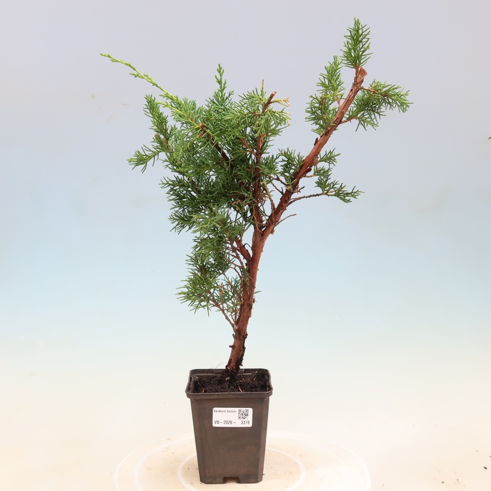 Vonkajší bonsaj - Juniperus chinensis Kishu