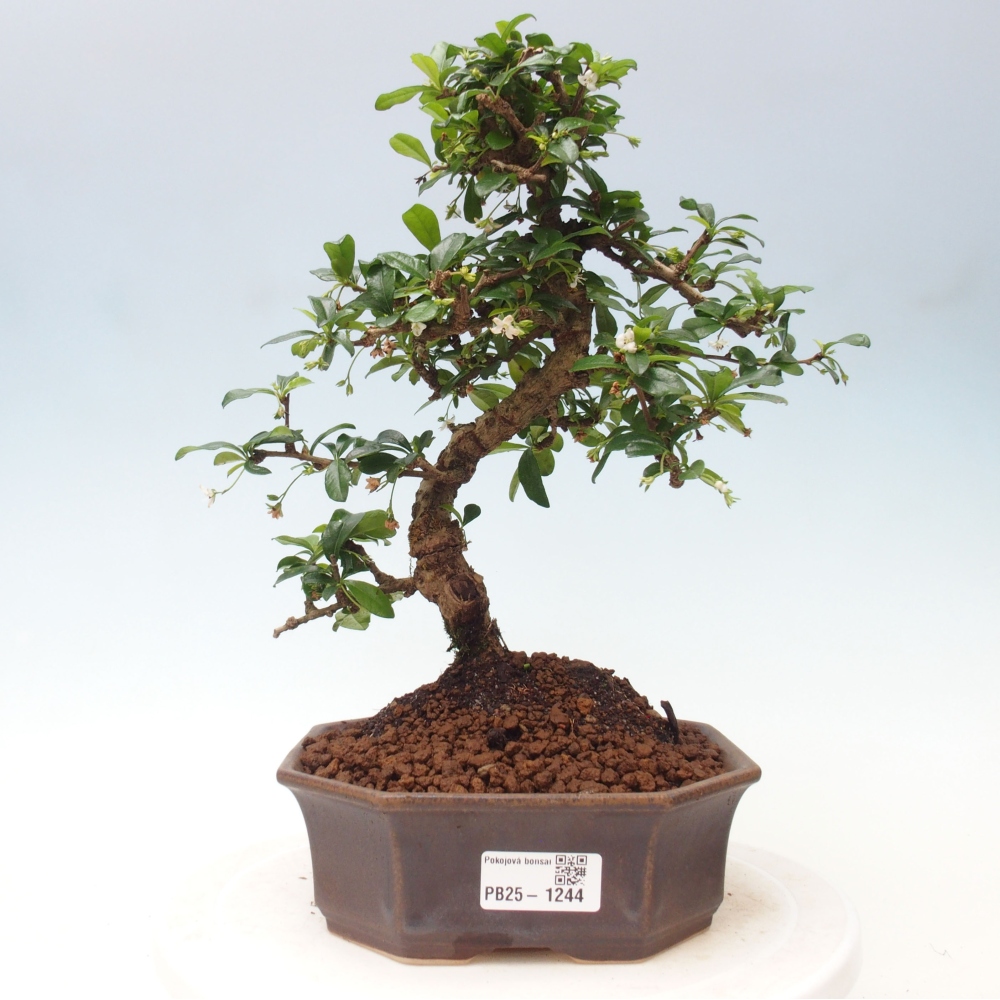 Izbová bonsai - Carmona macrophylla - Čaj fuki