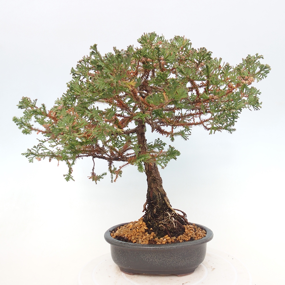 Vonkajší bonsaj - Chamaecyparis thyoides - Cypruštek
