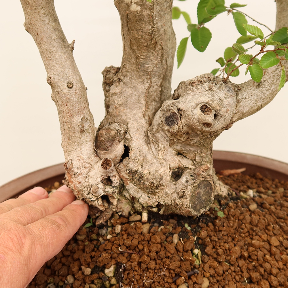 Vonkajší bonsai -Carpinus Coreana - Hrab kórejský