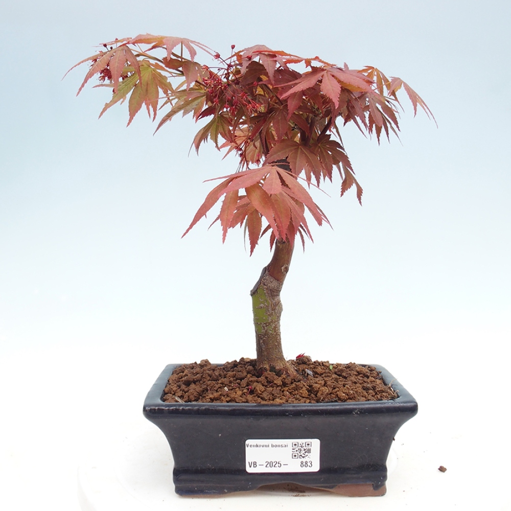 Vonkajší bonsai - Acer palm. Atropurpureum-Javor dlanitolistý