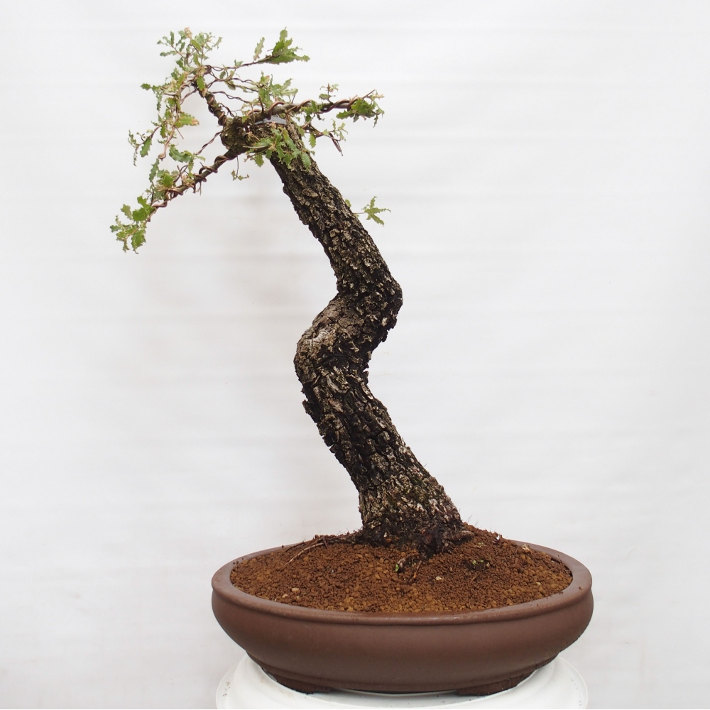 Yamadori - Quercus Ilex -Dub cezmínovitý