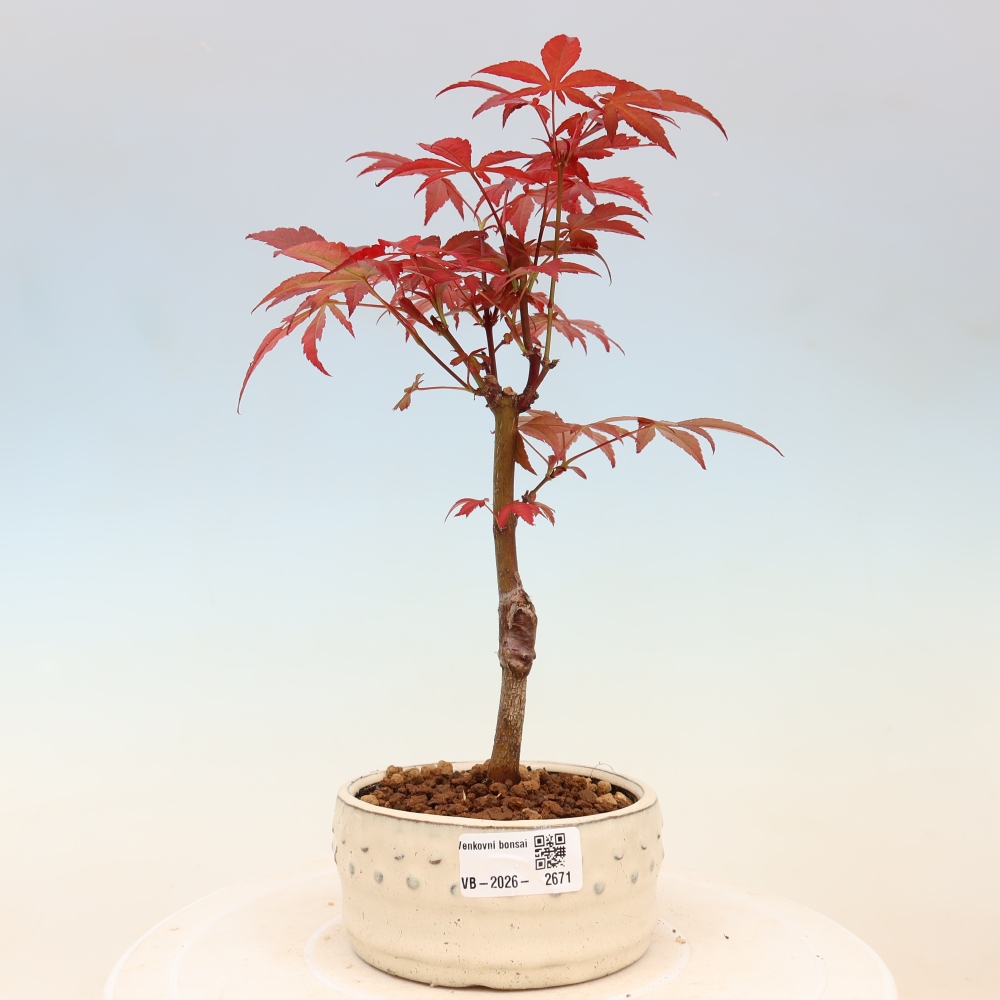 Vonkajšia bonsaj - palma Acer. Atropurpureum-Javor palmový