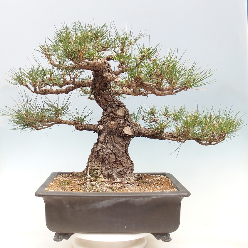 Vonkajšie bonsaje - Pinus thunbergii - borovica Thunbergova