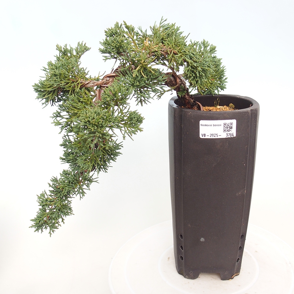 Vonkajší bonsaj - Juniperus chinensis Kishu